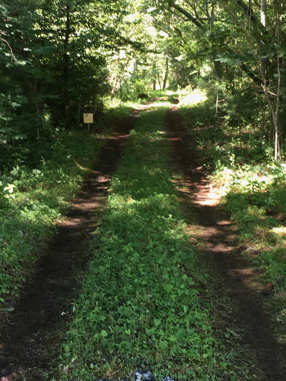 Cabin driveway Grass and dirt driveway with trees on both sides