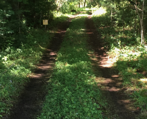Grass and dirt driveway with trees on both sides