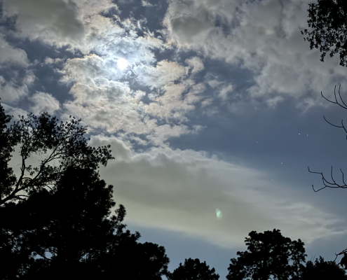 Night sky with moon, clouds and tree silhouettes