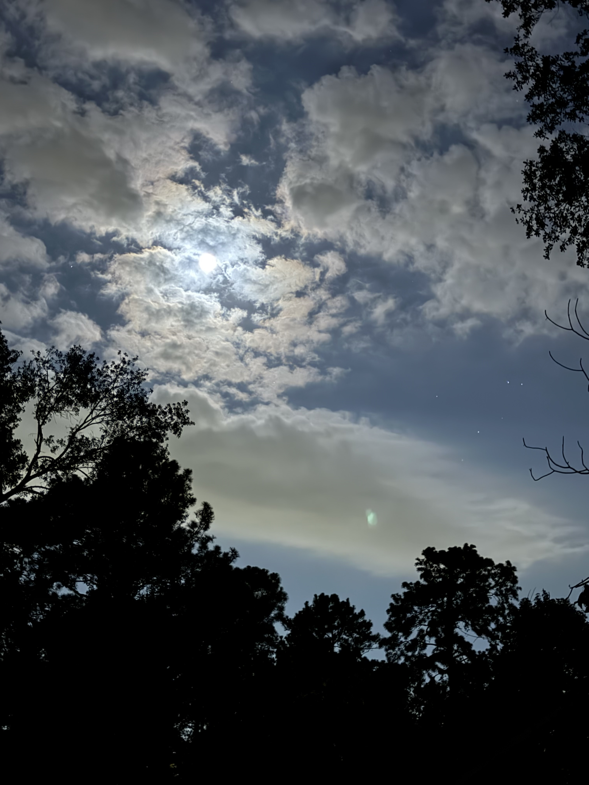 Night sky with moon, clouds and tree silhouettes