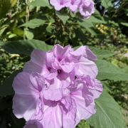 Pink morning glory bush blossoms