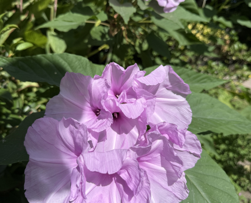 Pink morning glory bush blossoms